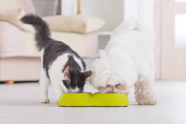 Cão e gato comendo comida de uma tigela — Fotografia de Stock