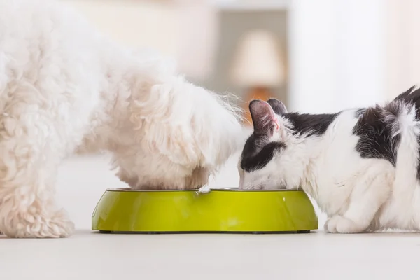 Cão e gato comendo comida de uma tigela — Fotografia de Stock