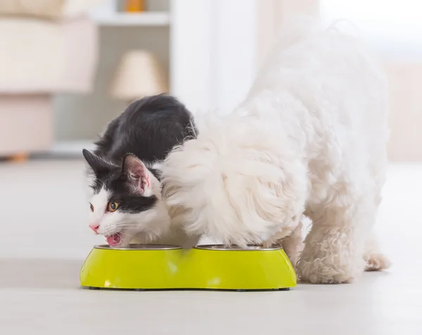 Hund och katt äta mat från en skål — Stockfoto