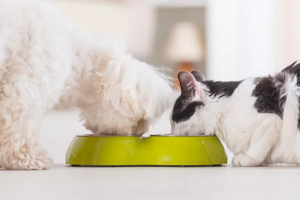 Hund und Katze fressen Futter aus einer Schüssel lizenzfreie Stockfotos