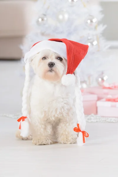 Küçük köpek Noel Baba şapkası — Stok fotoğraf