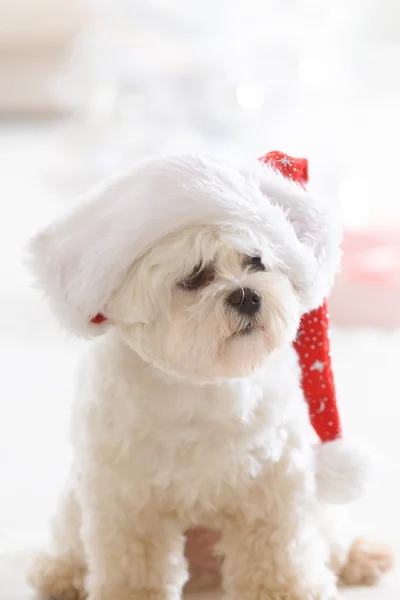 Kleiner Hund mit Weihnachtsmann-Hut — Stockfoto