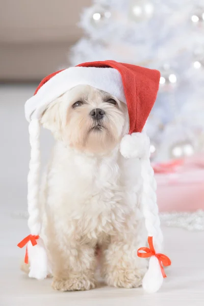 Kleiner Hund mit Weihnachtsmann-Hut — Stockfoto