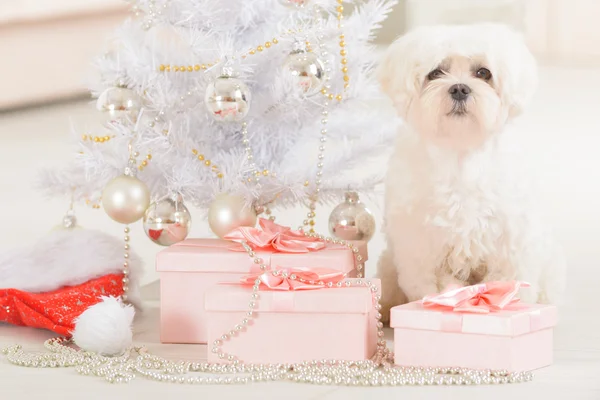 Perro pequeño con sombrero de Papá Noel — Foto de Stock