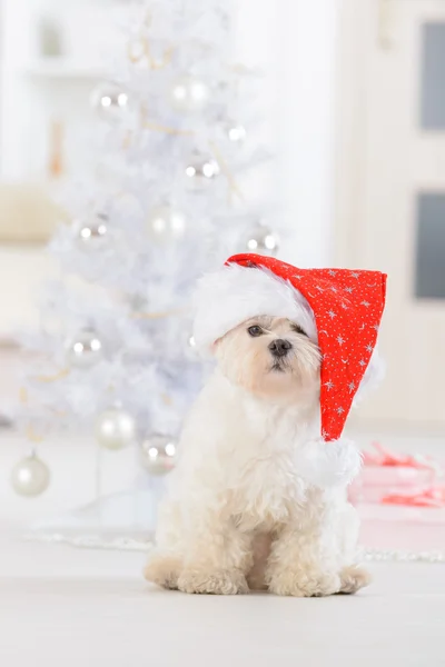 Malý pes nosí Santa Claus klobouk — Stock fotografie