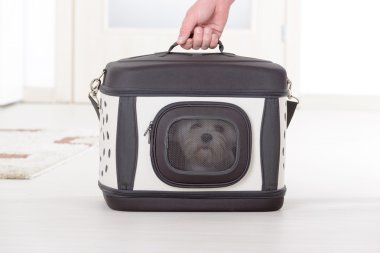 Işınlama içinde oturan köpek
