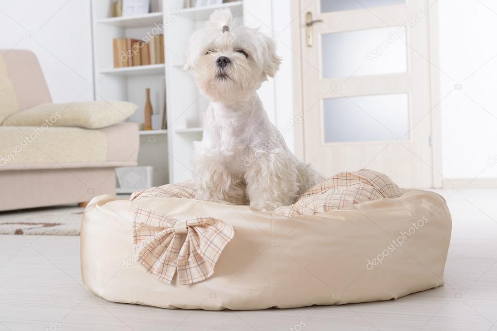 Dog on the dog bed