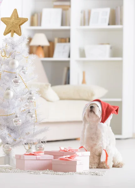 Liten hund jultomten hatt — Stockfoto