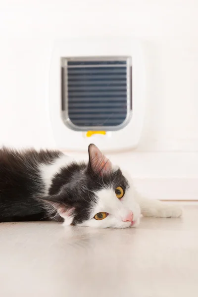 Gatto sdraiato davanti alla porta del gatto — Foto Stock