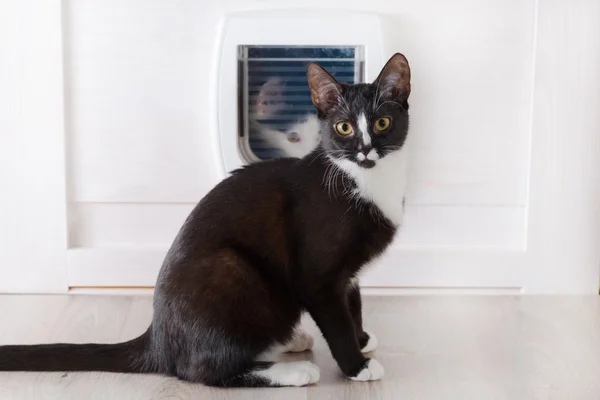 Cat sitting in front of the cat door — Stock Photo, Image