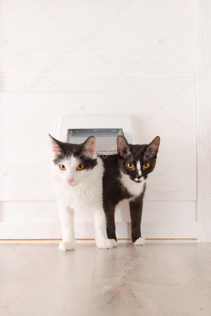 Two cats passing through the cat door