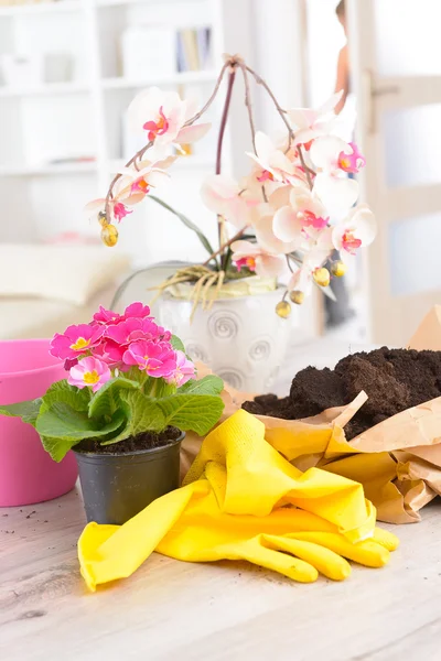 Plantation de fleurs colorées dans un pot de fleurs — Photo