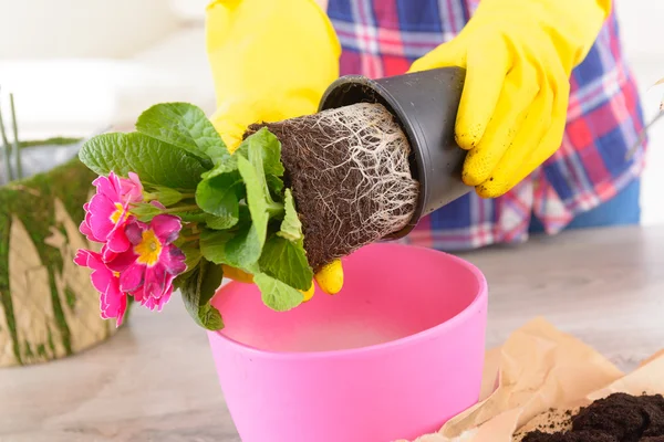 Farbenfrohe Blume in einen Blumentopf pflanzen — Stockfoto