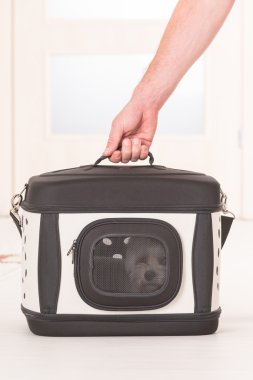 Onun taşıyıcı oturan köpek