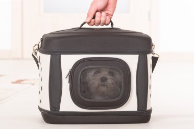 Onun taşıyıcı oturan köpek