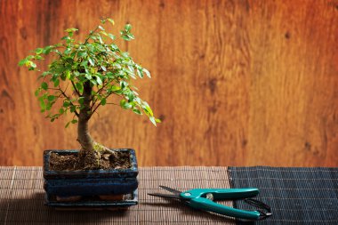 küçük bonsai ağacı