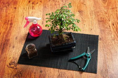 küçük bonsai ağacı