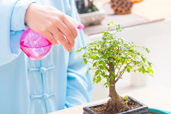 Vrouw water geven bonsai boom — Stockfoto