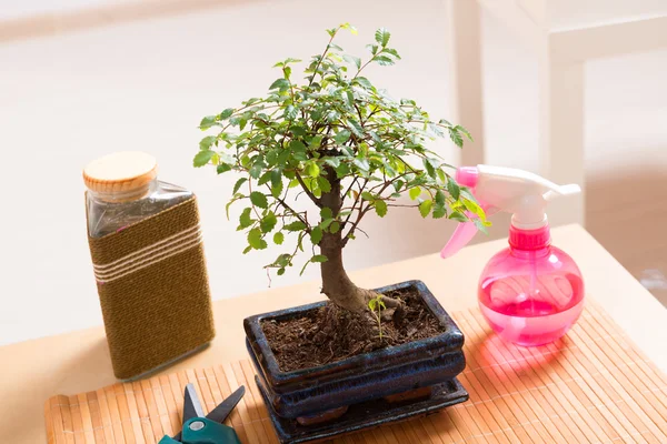 Pequena árvore de Bonsai — Fotografia de Stock