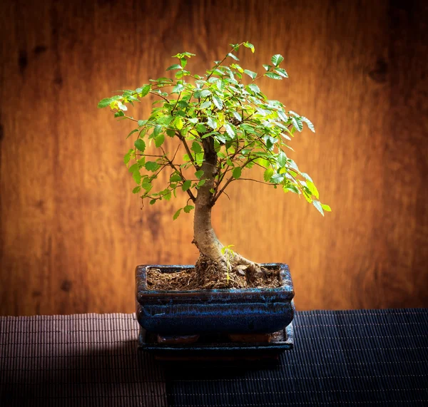 Små bonsaiträd — Stockfoto