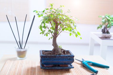 küçük bonsai ağacı