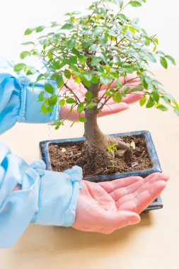 Bonsai ağacı elleriyle
