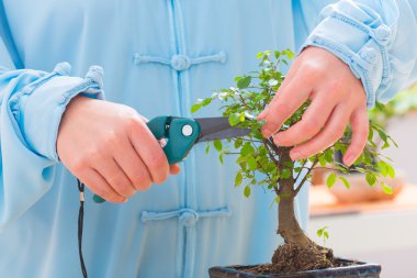 kadın kesme bonsai ağacı