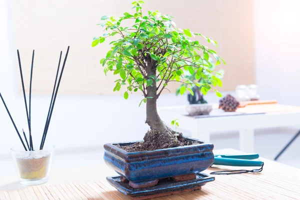 Kleiner Bonsai-Baum — Stockfoto