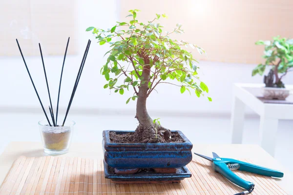 Kleiner Bonsai-Baum — Stockfoto