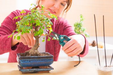 kadın kesme bonsai ağacı