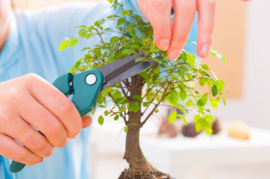 kadın kesme bonsai ağacı