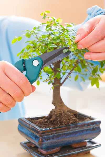 Mulher com árvore bonsai — Fotografia de Stock