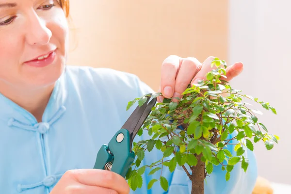 Vrouw snoeien bonsai boom — Stockfoto