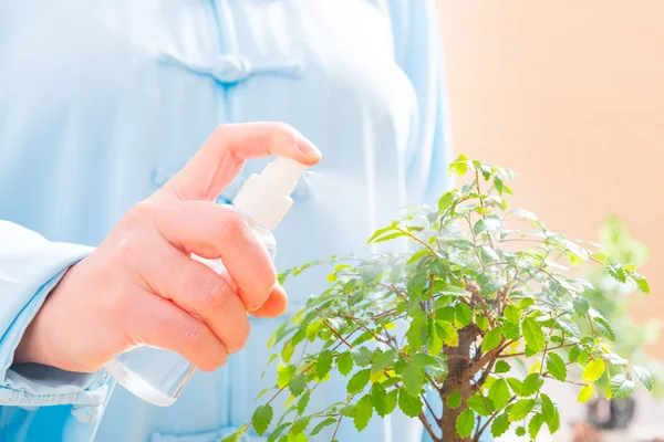 Mulher molhando bonsai árvore — Fotografia de Stock