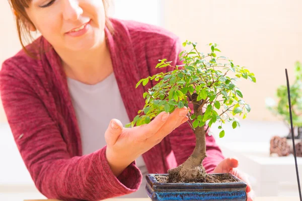 Vrouw met bonsai boom — Stockfoto