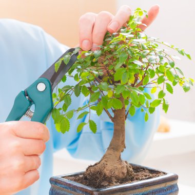 kadın kesme bonsai ağacı