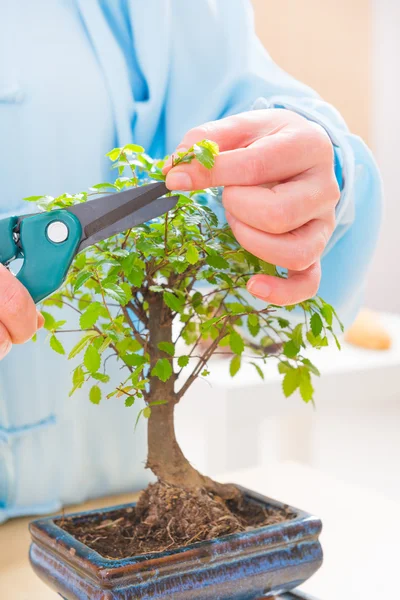 Woman trimming bonsai tree — Stock Photo, Image