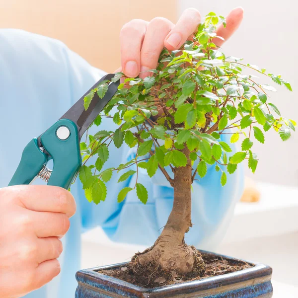 Mujer recortando bonsái árbol —  Fotos de Stock