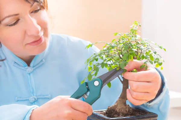 Mulher aparando bonsai árvore — Fotografia de Stock