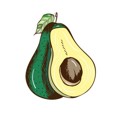 Vektör sebze. El çizimi grafik çizimleri