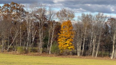 Sonbahar mevsimi, güzel yapraklar.