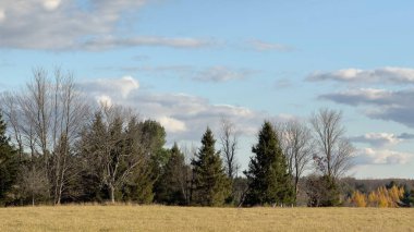 Ağaçlı ve otlu güzel sonbahar manzarası
