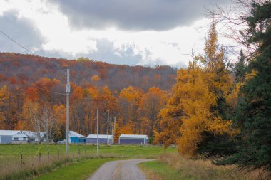 Ağaçlar ve ağaçlarla dolu renkli bir sonbahar manzarası.