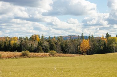 Arka planda renkli tarlalar ve ağaçlar olan güzel bir sonbahar manzarası.