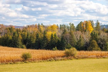 Bir ağaç ve güzel bir ormanla sonbahar manzarası