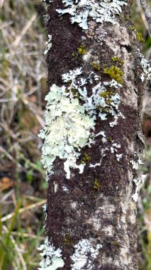 Ormandaki sandıkta liken var.