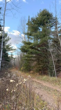 Ağaçlı güzel sonbahar manzarası