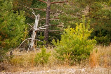 Dağlardaki çam ormanı
