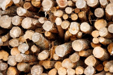 Ağaç kütükleri yığını, yaklaşın. Ahşap doku, arkaplan