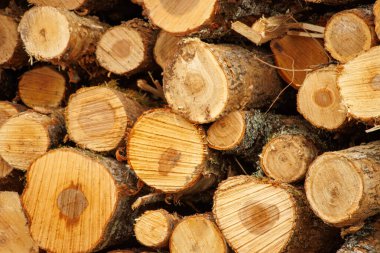kesme odun yığını